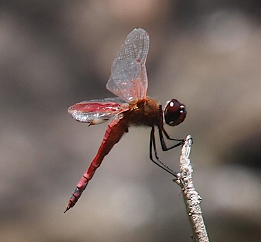 [Side view of a Carolina saddlebags facing to the right perched atop a white stick. The two clear wings are upright while the back wings with the red are parallel to the ground. The eyes are a very deep red and the last two sections of the body only have hints of red visible in the black.]